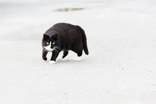 Um gato — Fotografia de Stock