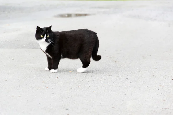 Bir kedi. — Stok fotoğraf