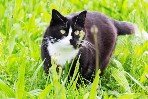 Bir kedi.