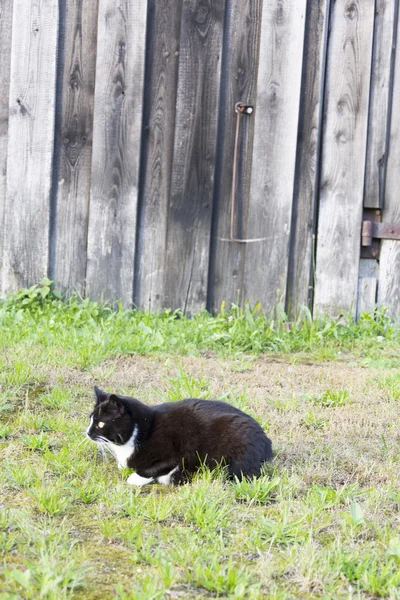 A Cat — Stock Photo, Image