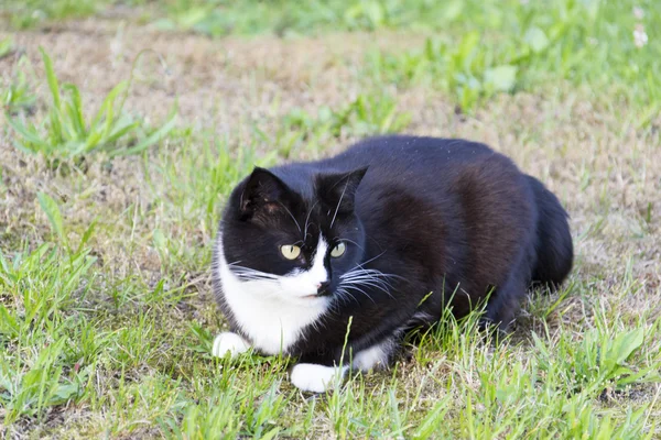 Bir kedi. — Stok fotoğraf