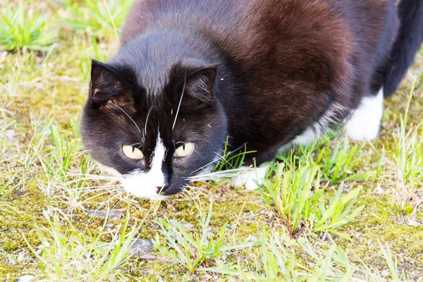 A Cat — Stock Photo, Image