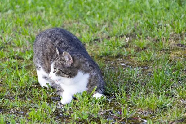 A Cat — Stock Photo, Image