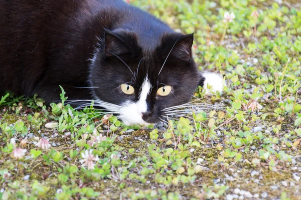 A Cat — Stock Photo, Image