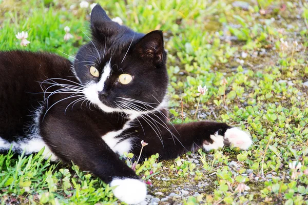 Bir kedi. — Stok fotoğraf