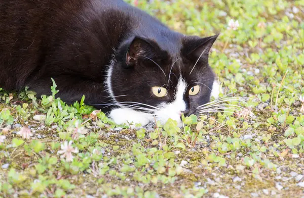 Bir kedi. — Stok fotoğraf