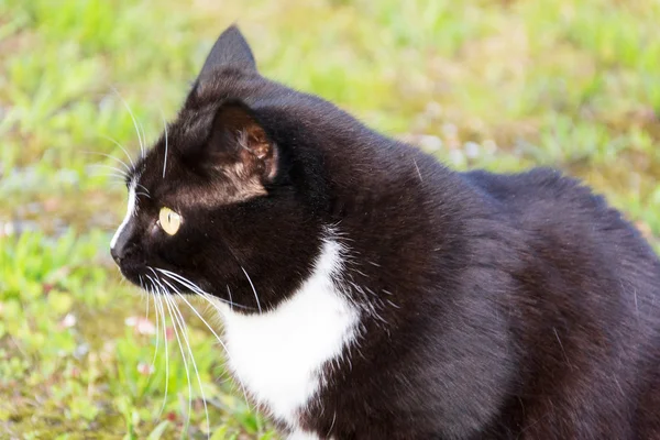 A Cat — Stock Photo, Image