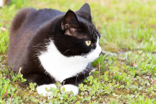 Een kat. — Stockfoto