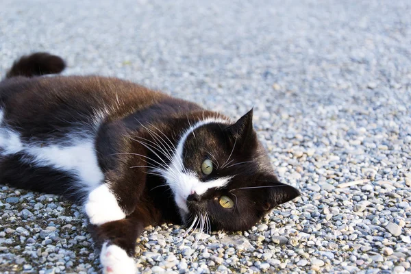 A Cat — Stock Photo, Image