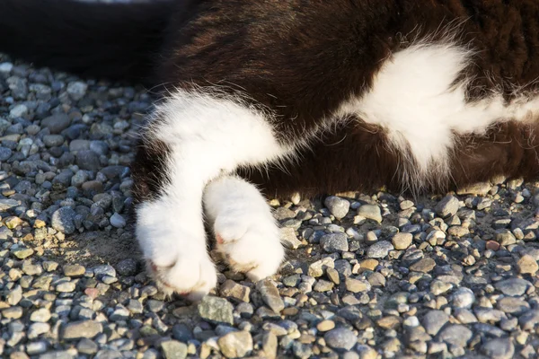 A Cat — Stock Photo, Image