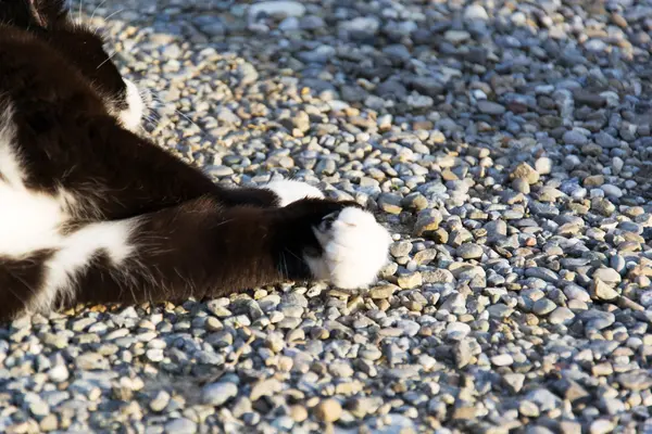 A Cat — Stock Photo, Image