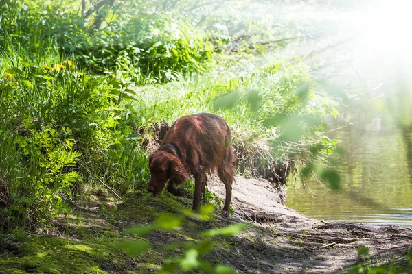 Irish red setter playing near pond. Selective focus