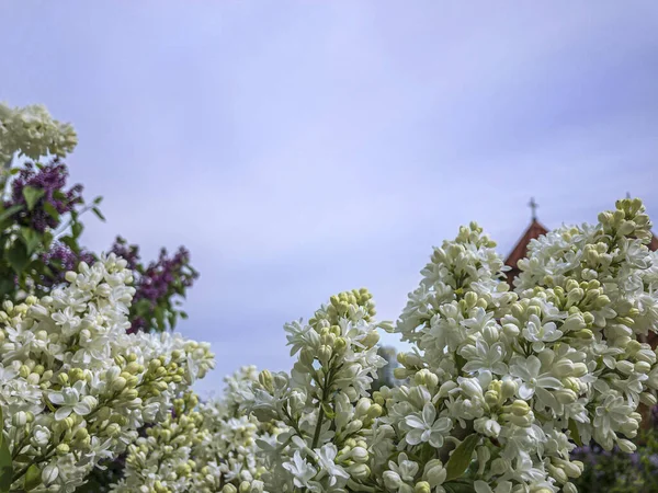 Lilla Fiore Primavera Fiori Lilla Bianchi Sfondo Bianco Copia Spazio — Foto Stock