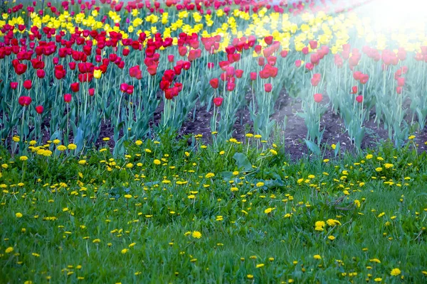 Bunte Rote Und Gelbe Tulpenblüten Auf Dem Blumenbeet Stadtpark Naturlandschaft — Stockfoto