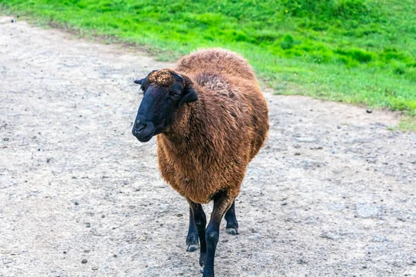 Brown Sheep Stands Road Grazes — Stock Photo, Image