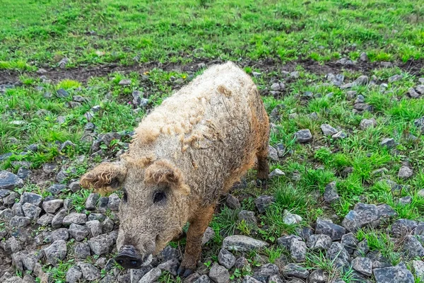 Çamur Yeşil Çimlerde Otlayan Mangalica Macar Evcil Domuzu — Stok fotoğraf