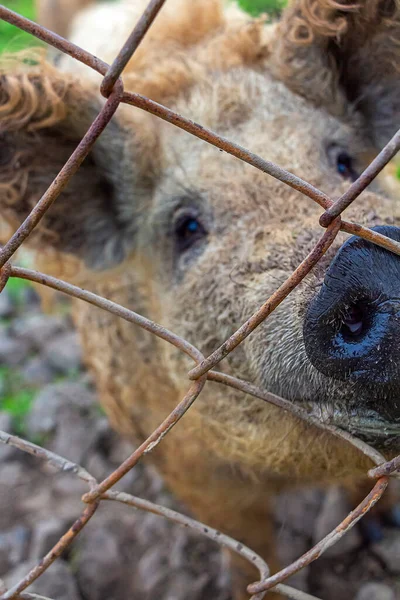 Mangalica Hungarian Breed Domestic Pig Farm Grazing Mud — Stock Photo, Image