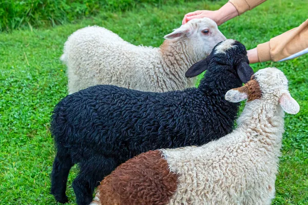 Female Hands Stroking Lambs Farm National Reserve — Stock Photo, Image