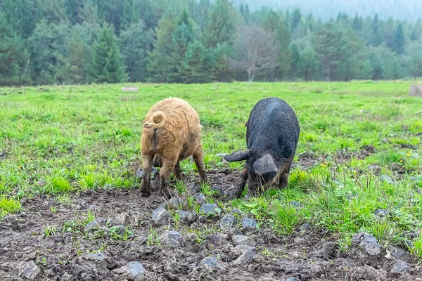 Mangalica Hungarian Breed Domestic Pig Farm Grazing Mud Green Grass — Stock Photo, Image