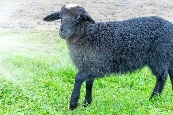 One Black Lamb Graze Play Pasture Farm National Reserve — Stock Photo, Image