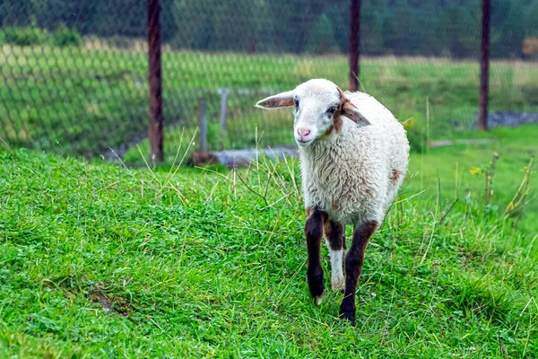 Multicolored One Lamb Graze Play Pasture Farm National Reserve — Stock Photo, Image