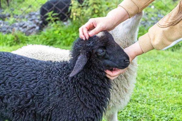 Female Hands Stroking Lambs Farm National Reserve — Stock Photo, Image