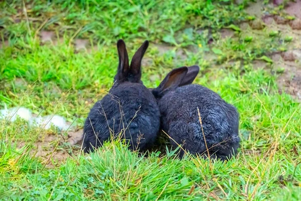 草の上に黒いウサギが２匹座っている — ストック写真