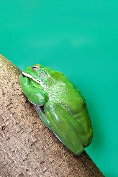 Sapos Arbóreos Australianos Litoria Género Anfíbios Sem Cauda Família Das — Fotografia de Stock