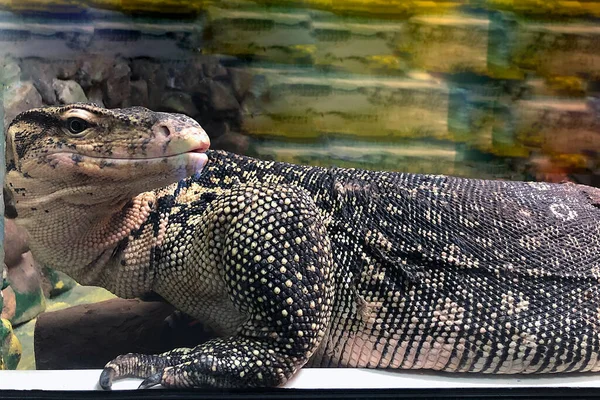 Lagarto Listrado Monitor Água Veado Almiscarado Varanus Salvator Lagarto Muito — Fotografia de Stock