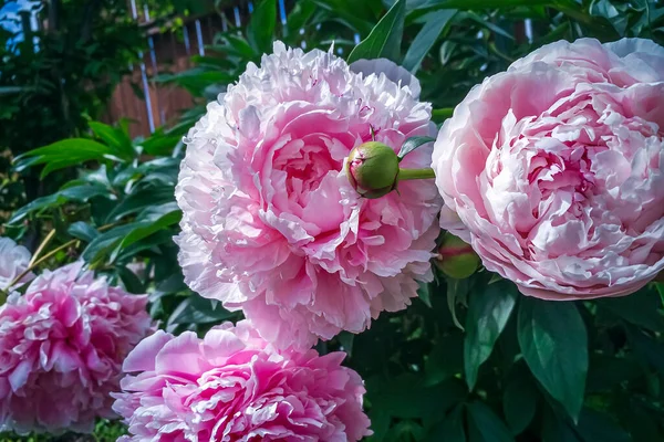 Bloeiende Struik Roze Peonyies Zomertuin Paeonia Officinalis Mooie Roze Bloemen — Stockfoto