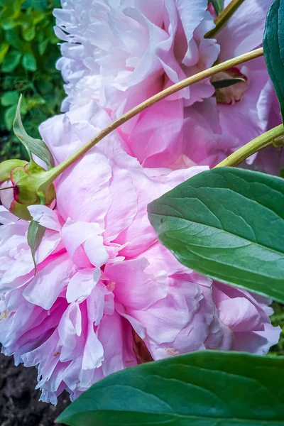 Цветущие Розовые Пионы Летнем Саду Paeonia Officinalis Красивые Розовые Цветы — стоковое фото