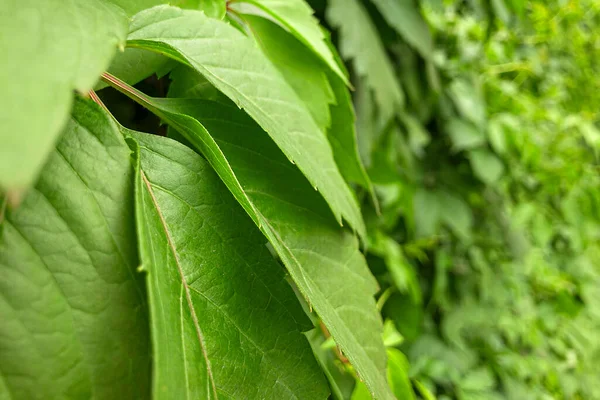 Gynostemma Pentaphyllum Adalah Spesies Tumbuhan Herba Dari Genus Gynostemma Dari — Stok Foto