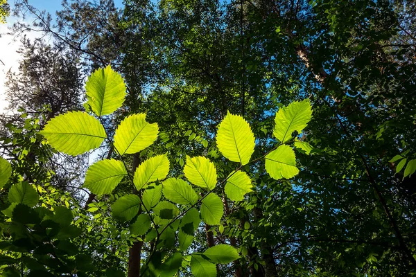 Green Juicy Leaves Young Tree Blue Sky Natural Botanical Background — Stock Photo, Image