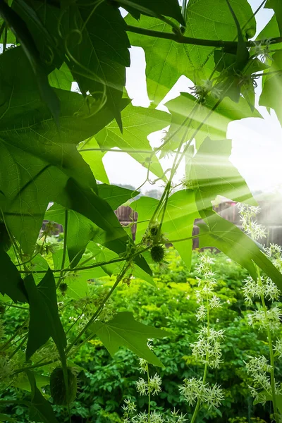 Shady Hanging Ivy Outdoors Countryside Gardening Sun Rays Garden Plants — Stock Photo, Image