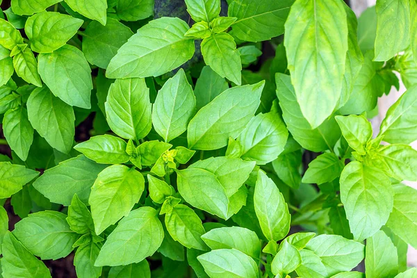 Homegrown Berkebun Pertanian Dan Konsept Bebas Gmo Daun Kemangi Hijau — Stok Foto