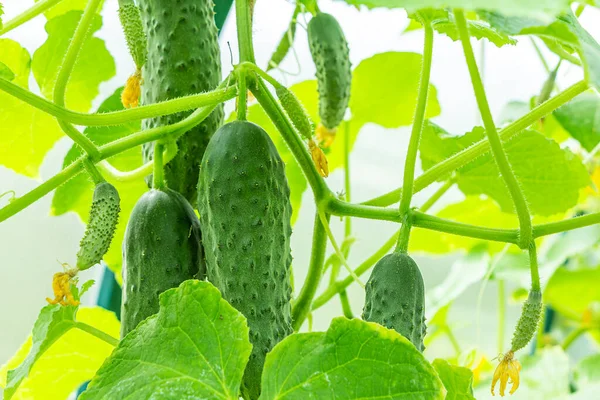 Césped Jardinería Agricultura Consepto Libre Gmo Cosechar Pepinos Invernadero Producción — Foto de Stock