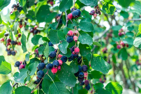 Irga Amelanchier Pembe Maleae Familyasından Bir Bitki Cinsi Olgun Meyveler — Stok fotoğraf