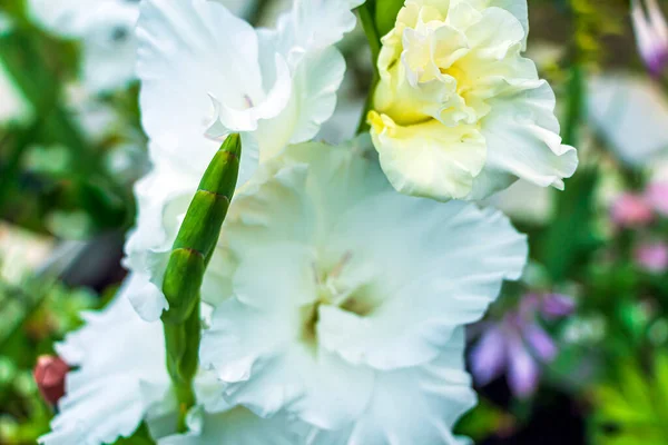 Gladiolus Genre Plantes Bulbeuses Vivaces Famille Des Iris Iridaceae Fleurs — Photo