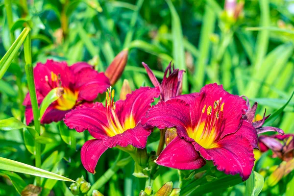 Daylily Hemerocallis は亜科Daylily Asphodeleaceの植物の属です 赤い花が咲く 種子包装カバー用 — ストック写真