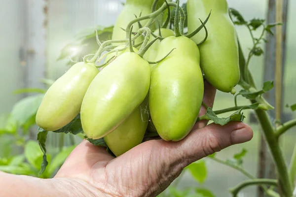 Eigenanbau Gartenbau Und Landwirtschaft Standen Auf Dem Programm Bäuerin Hält — Stockfoto