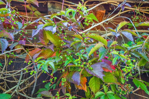 Partenocissus Quinquefolia Partenocissus Five Leafed Attached Vinpes Parthenocssus Inserta Drzewna — Zdjęcie stockowe