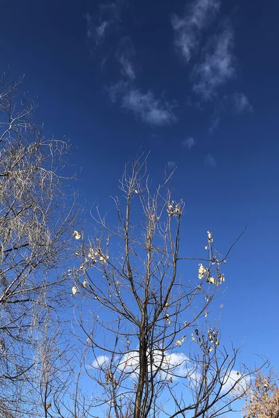 Alberi Spogli Ramoscelli Contro Cielo Blu Silhouette Rami Invernali Nuvole — Foto Stock