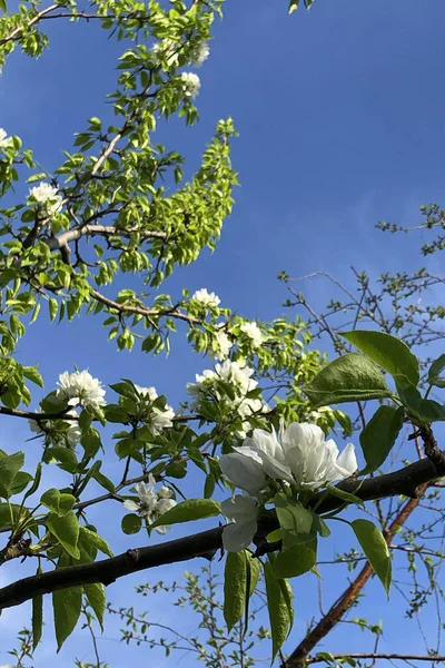 Fehér Virágzó Almafák Tavaszi Napsütéses Napon Kék Ellen Tavasz Frissessége — Stock Fotó