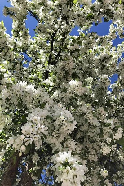 Manzanos Blancos Flor Primavera Día Soleado Contra Cielo Frescura Primavera —  Fotos de Stock