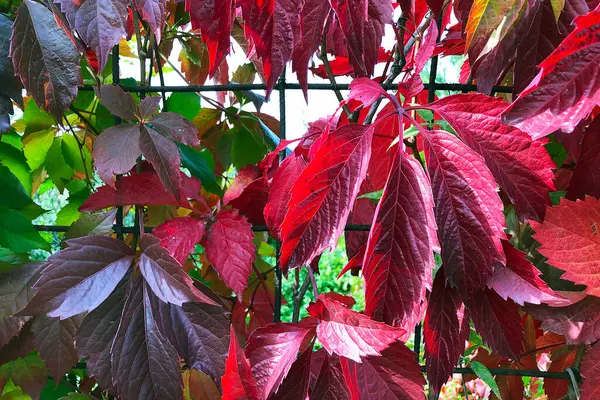 Partenocissus Quinquefolia Partenocissus Five Leafed Attached Vinpes Parthenocssus Inserta Drzewna — Zdjęcie stockowe