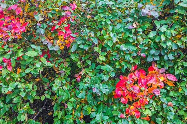 Kolorowe Jesienne Tło Czerwonymi Liśćmi Blisko Kolorowe Liście Cotoneaster Lucidus — Zdjęcie stockowe