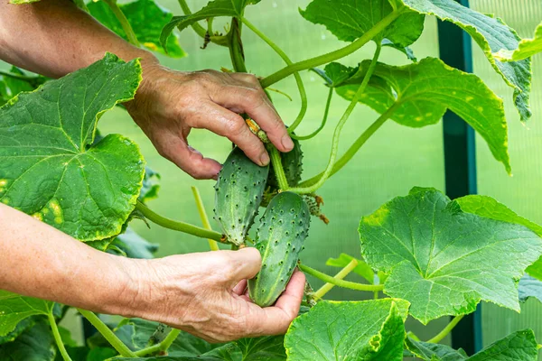 Yapımı Bahçıvanlık Tarım Gmo Içermeyen Kutsama Yaşlı Kadın Çiftçi Salatalık — Stok fotoğraf