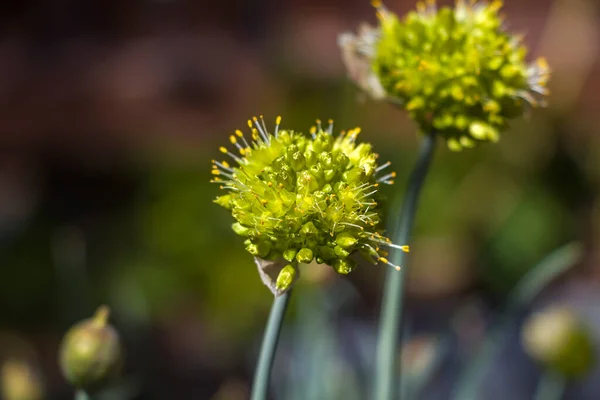여름의 정원에는 양파의 양파씨 Allium Aflatunense — 스톡 사진