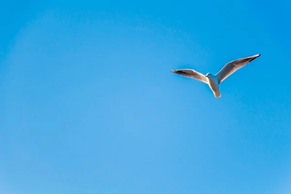 Flying Seagulls Blue Sky Sunny Day — Stock Photo, Image