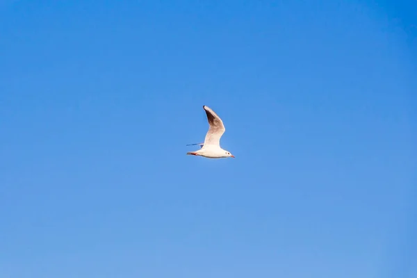 Flying Seagulls Blue Sky Sunny Day — Stock Photo, Image